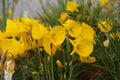 Narcissus bulbocodium