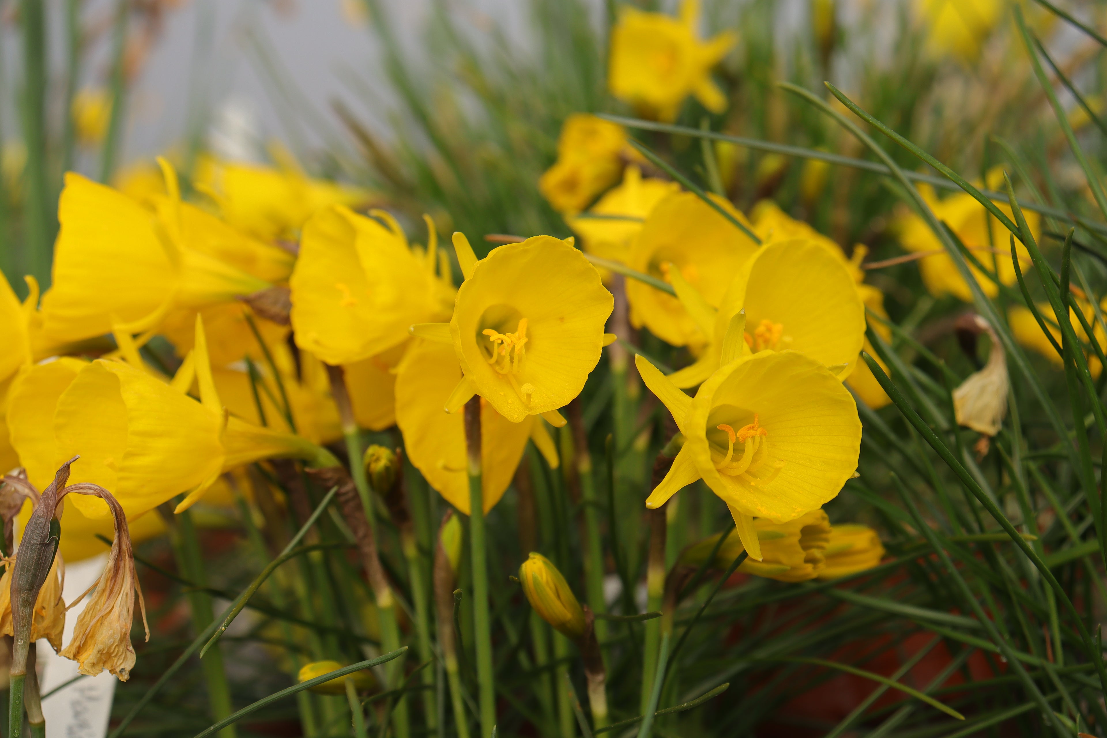 Narcissus bulbocodium