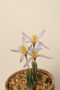 Crocus nevadensis
