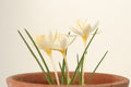 Crocus boryi Yellowish 16GRA-197
