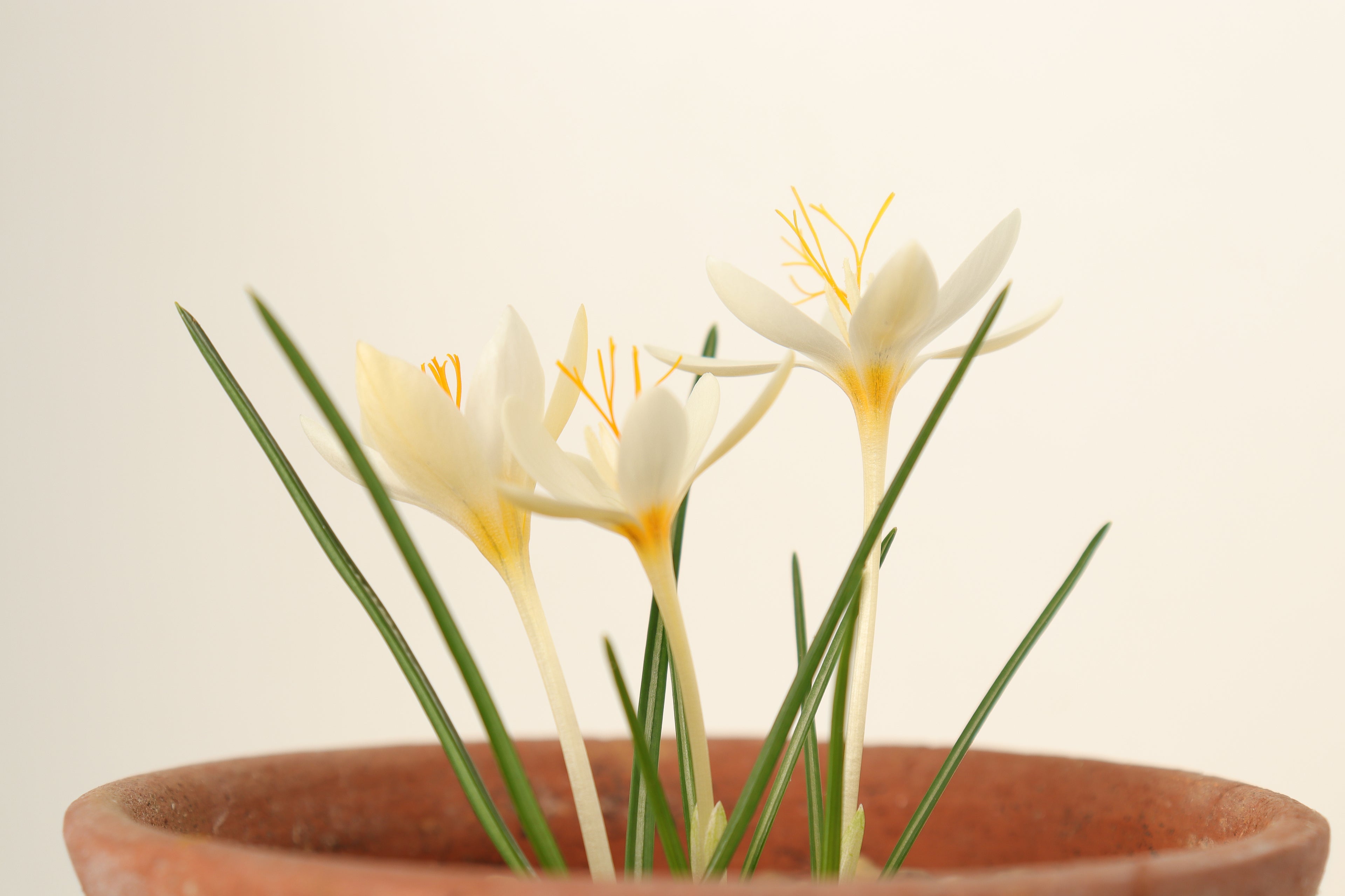 Crocus boryi Yellowish 16GRA-197