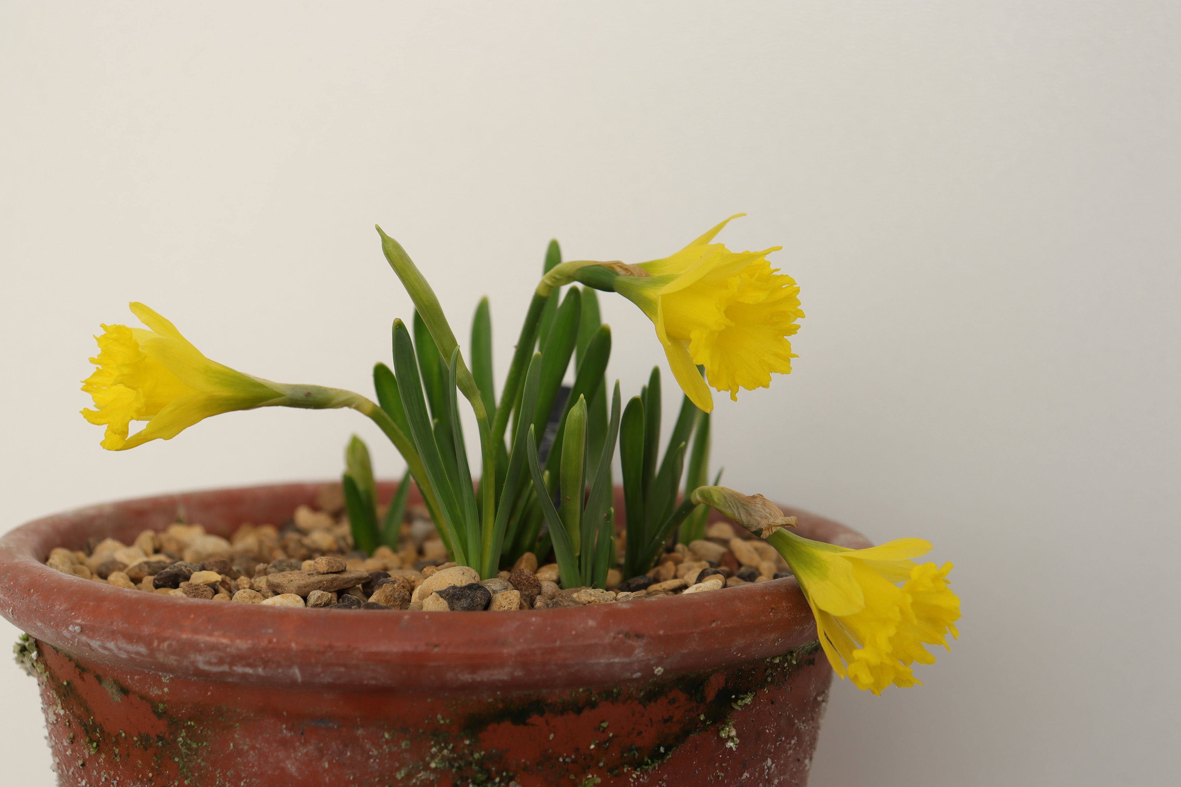 Narcissus jacetanus