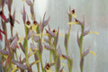 Serapias lingua 'Richard Manuel'