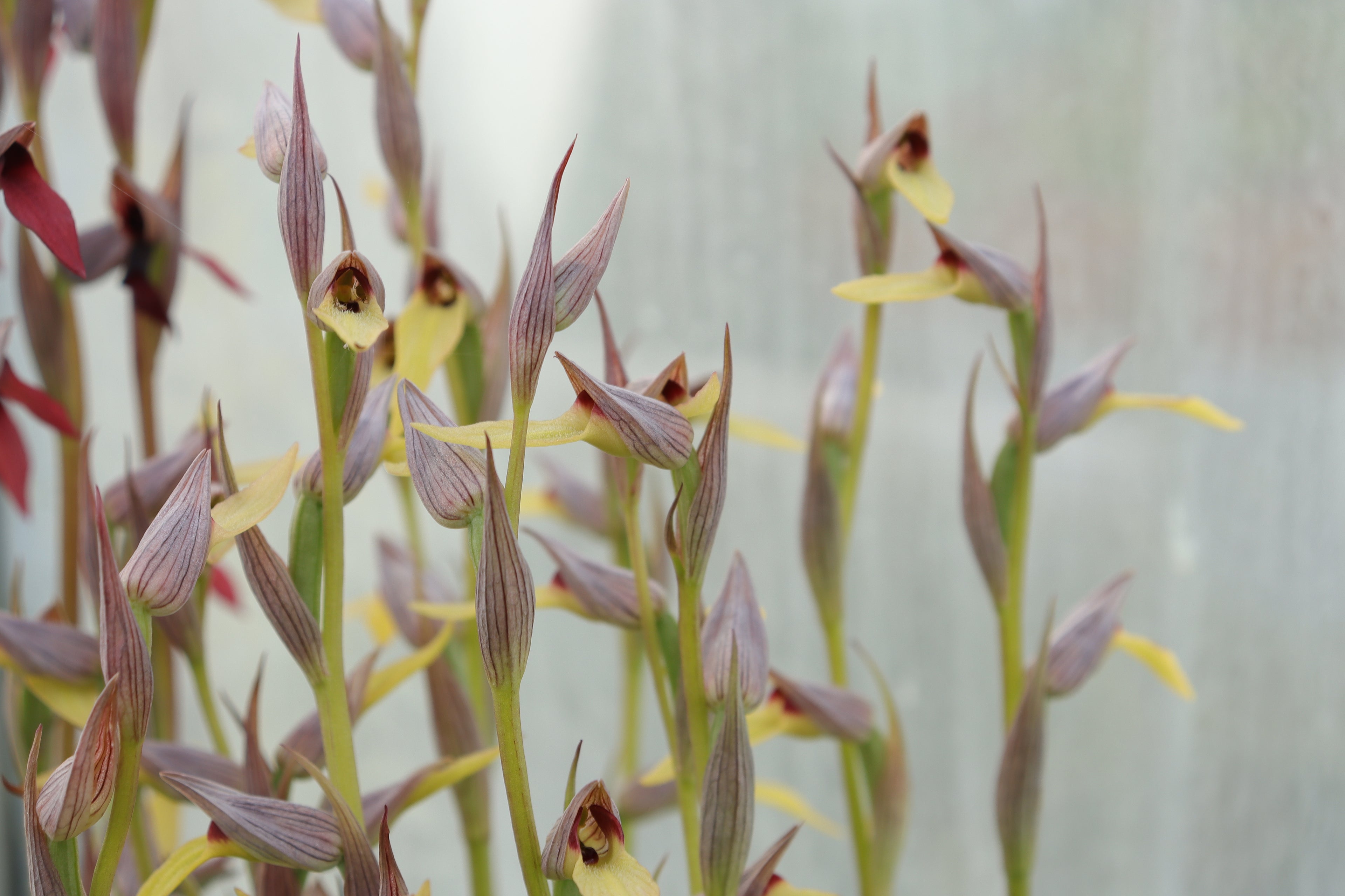 Serapias lingua 'Richard Manuel'