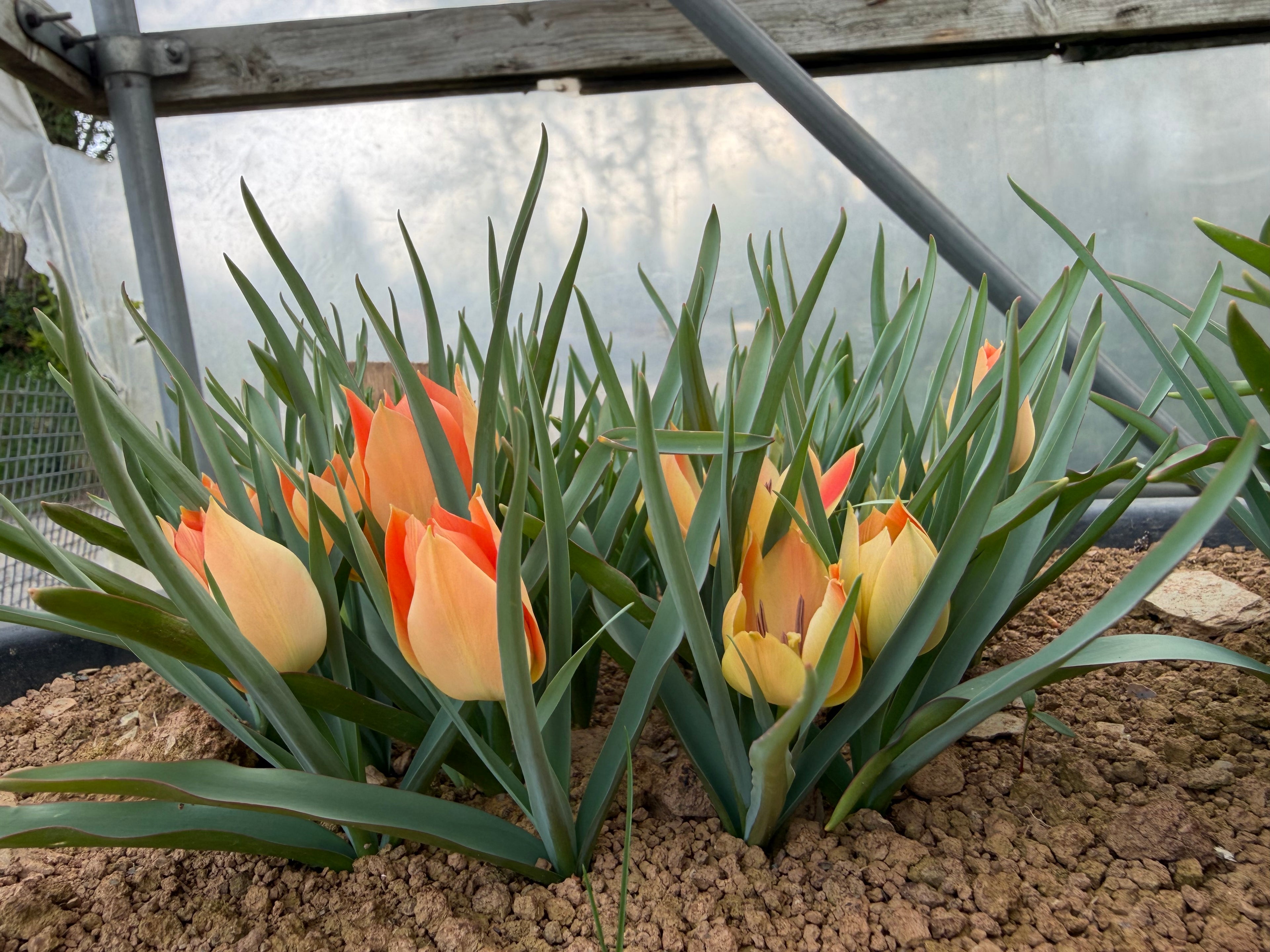 Tulipa batalinii ‘Salmon Gem’
