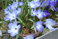 Tecophilaea cyanocrocus 'Leichtlinii'