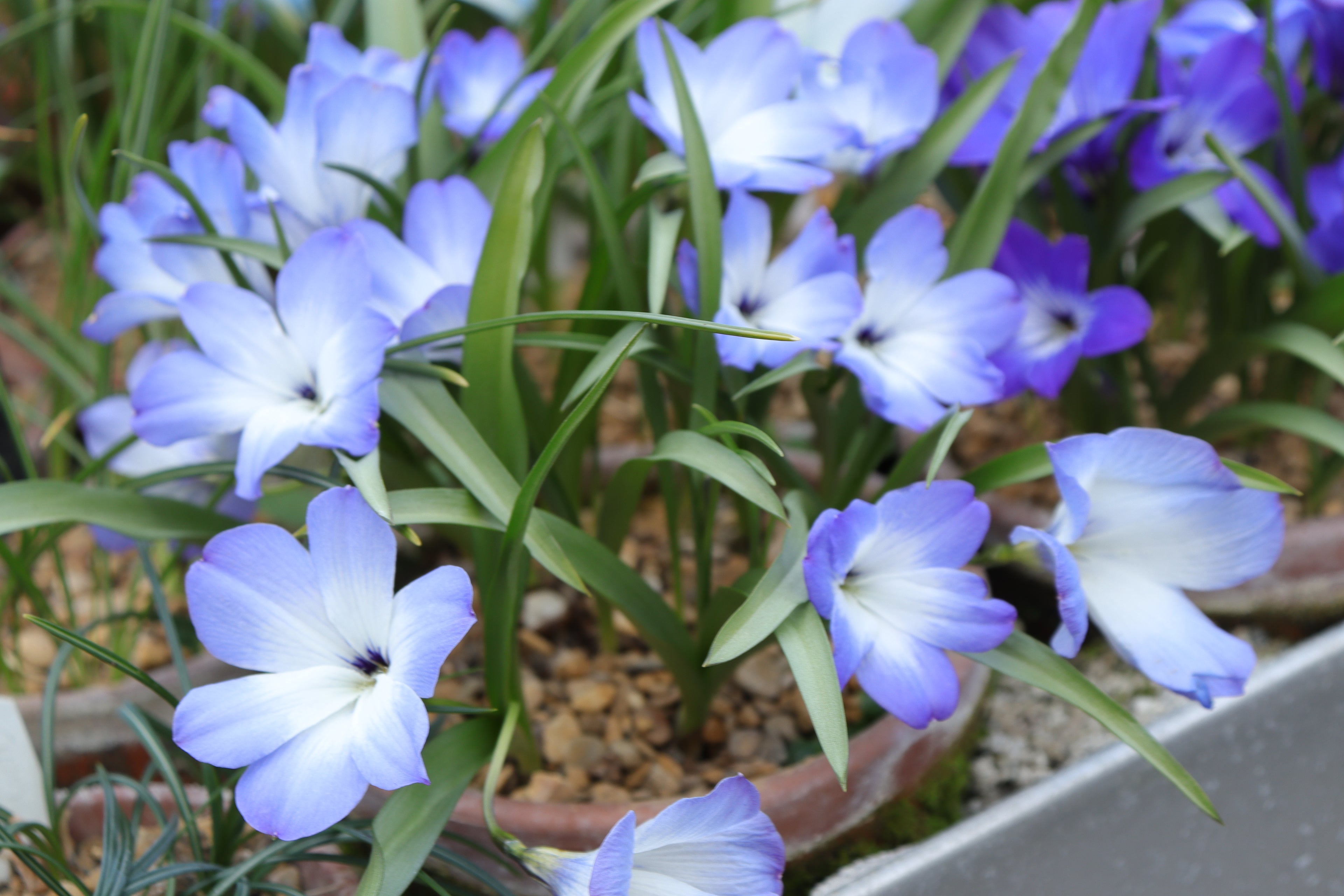 Tecophilaea cyanocrocus 'Leichtlinii'