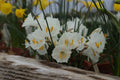 Narcissus ‘Ceti’