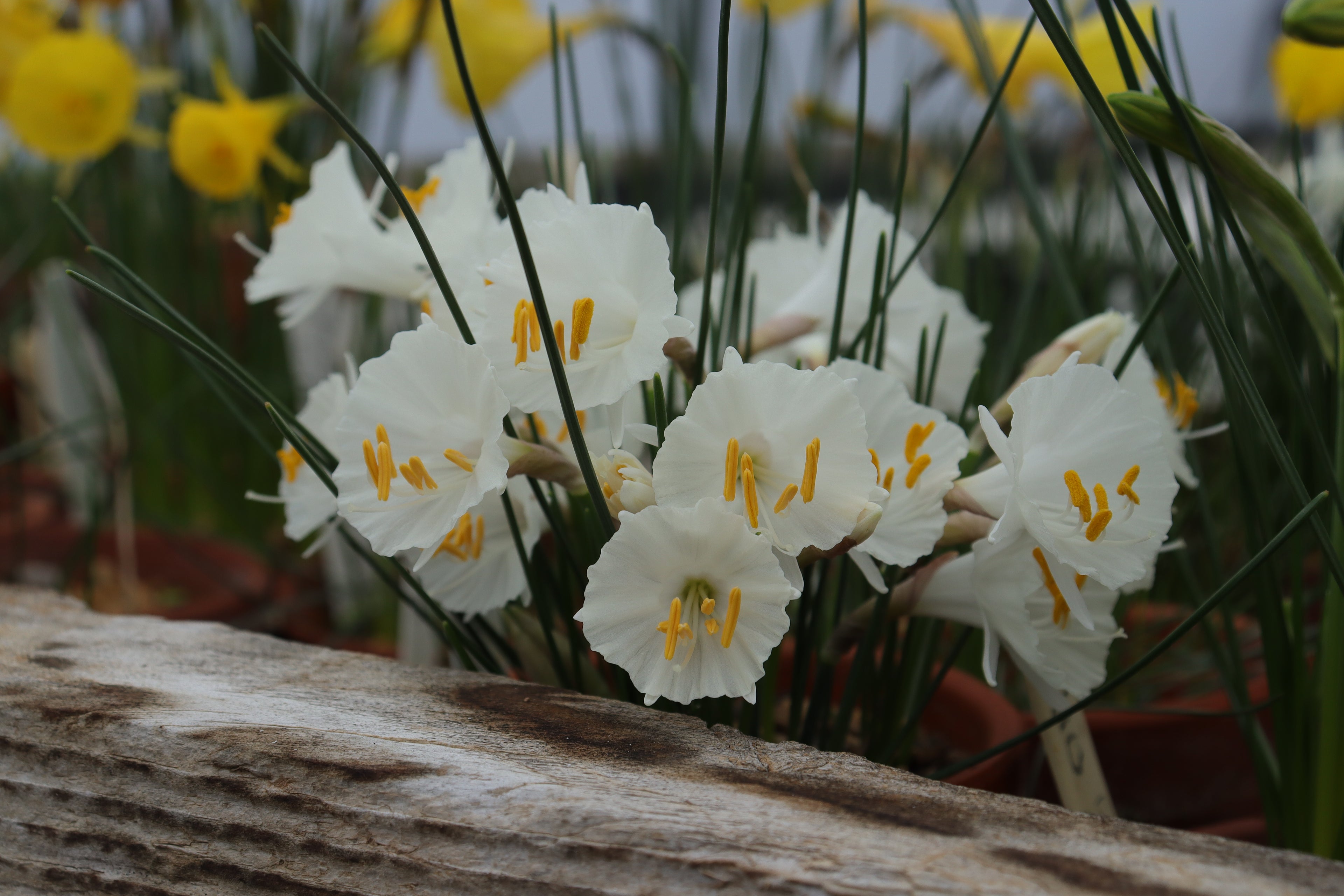 Narcissus ‘Ceti’