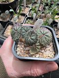 Pelargonium barklyi