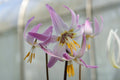Erythronium 'Ballyrogan Blaze'
