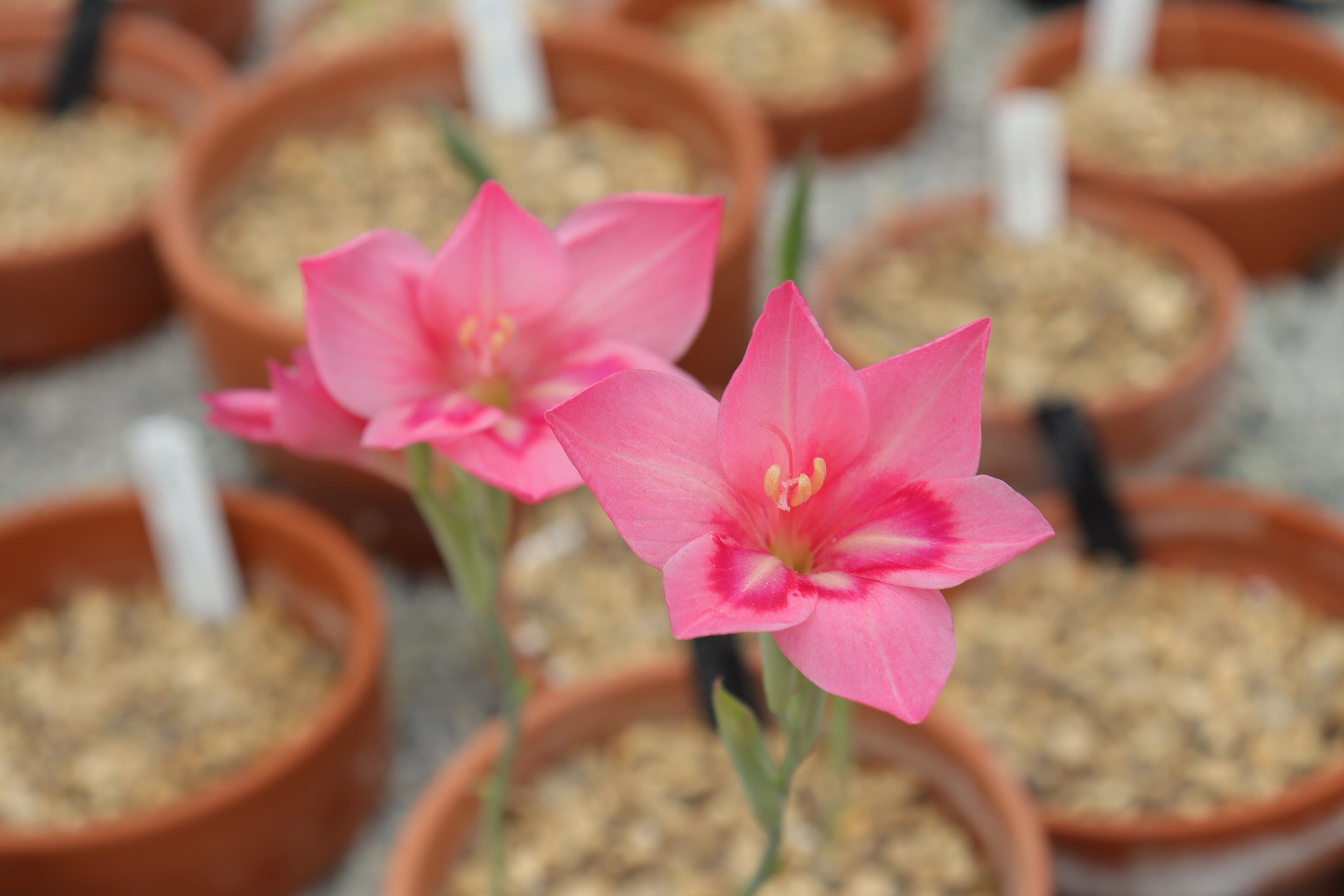 Gladiolus carmineus