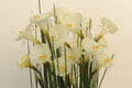 Narcissus ‘Mrs McGee’