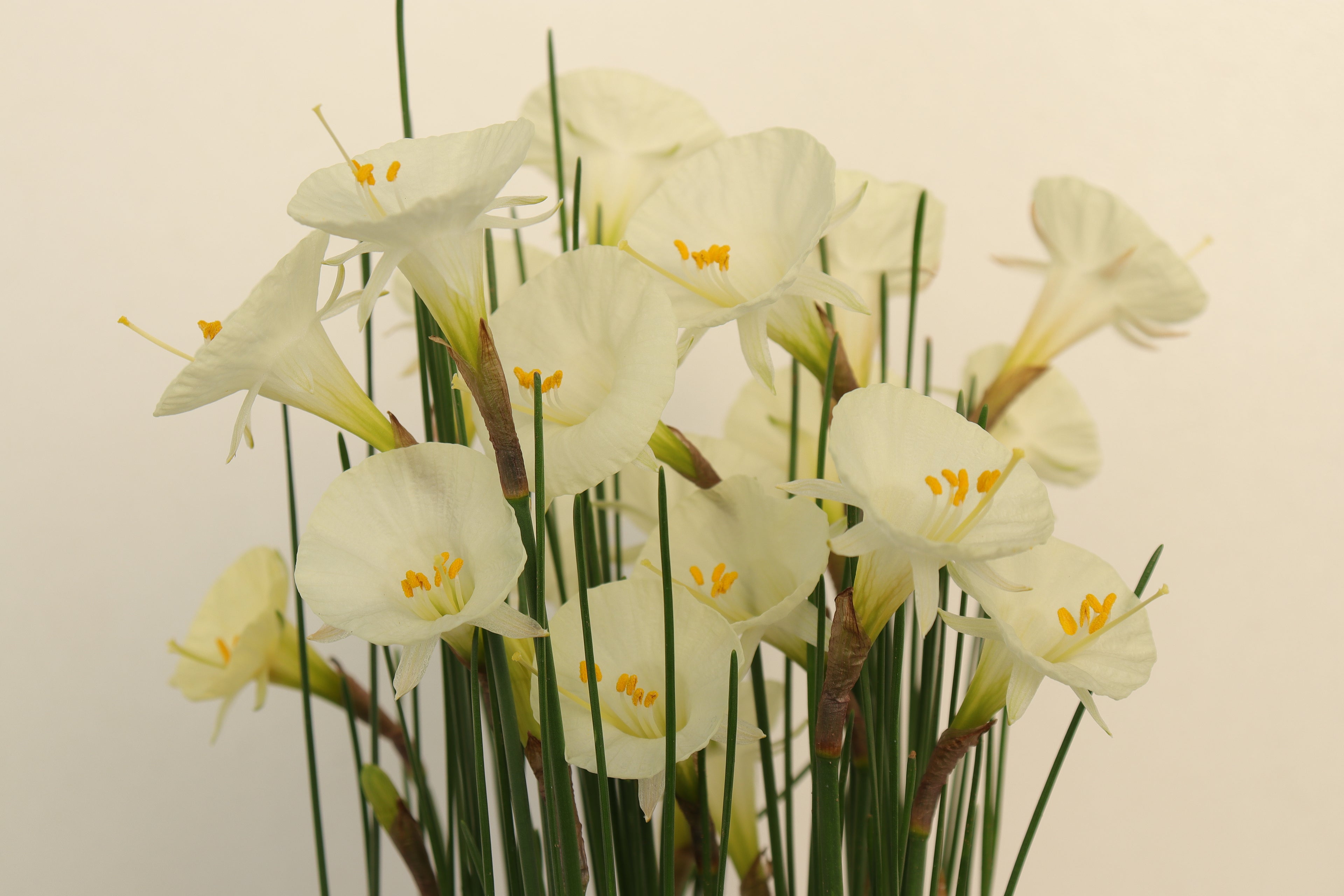 Narcissus ‘Mrs McGee’