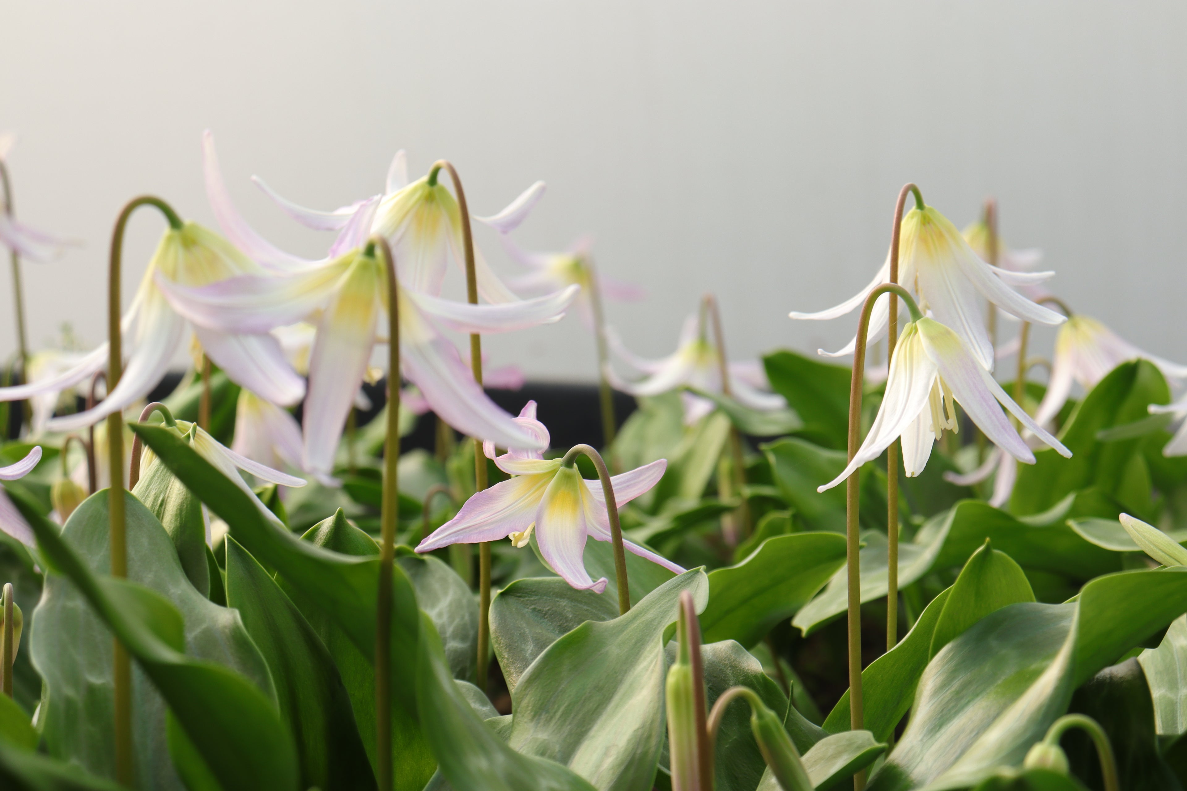 Erythronium 'Kinfauns Pink'