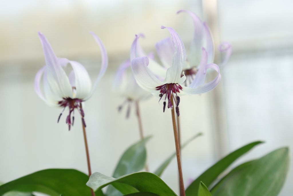 Erythronium 'Pacific Skies'