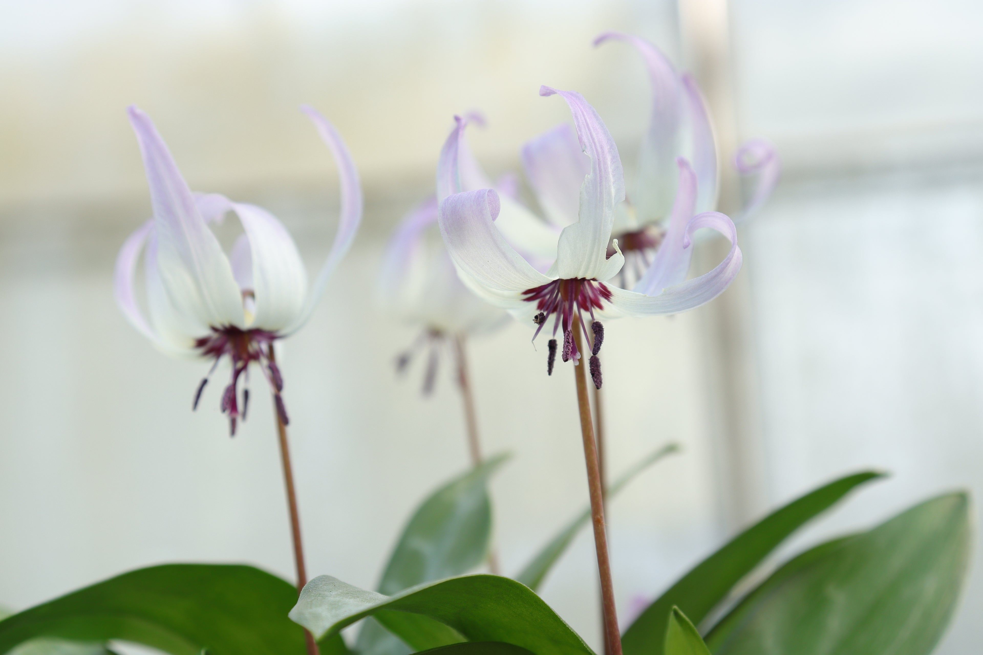 Erythronium 'Pacific Skies'