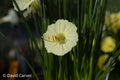 Narcissus ‘Pandia’