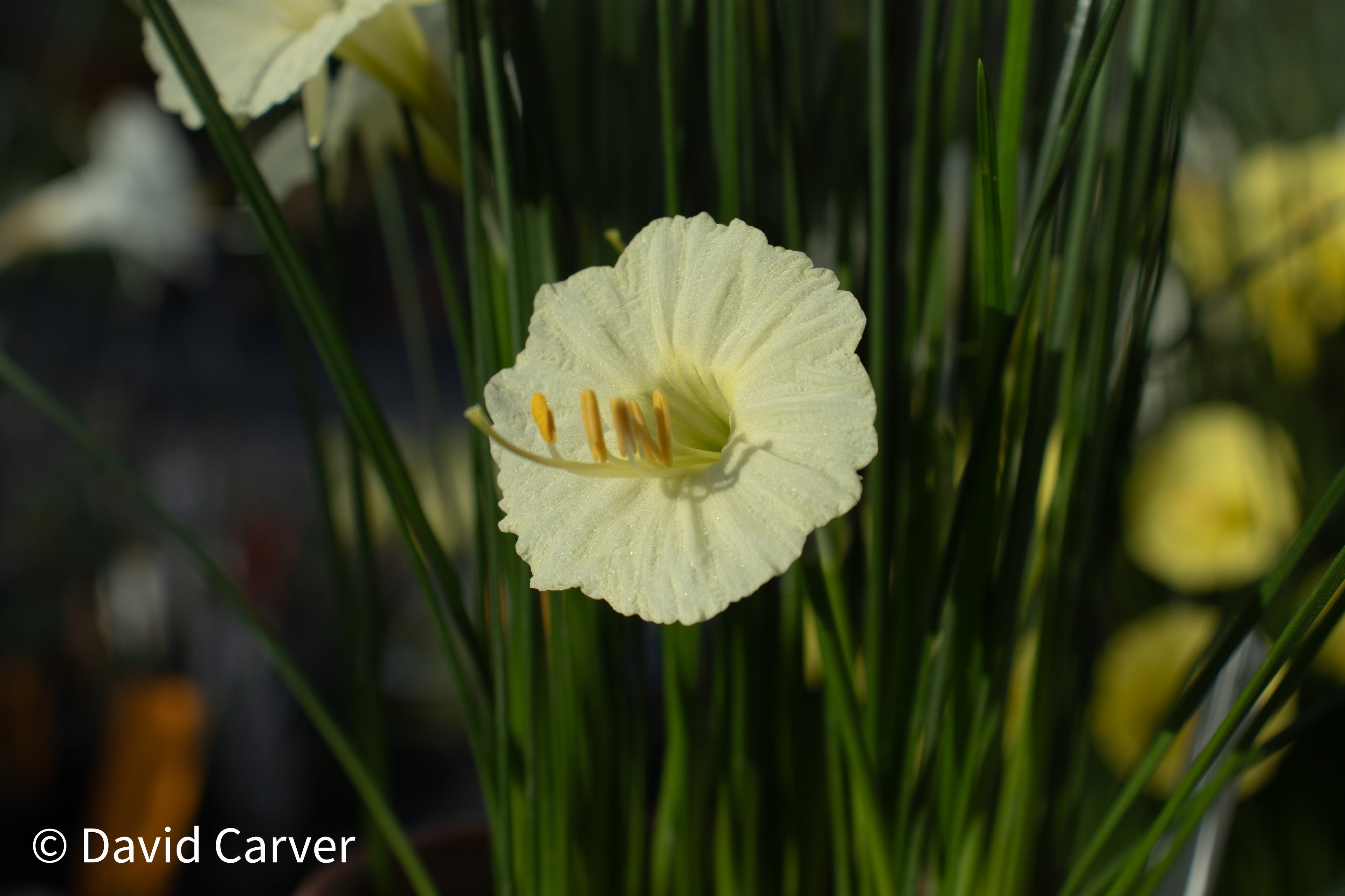 Narcissus ‘Pandia’