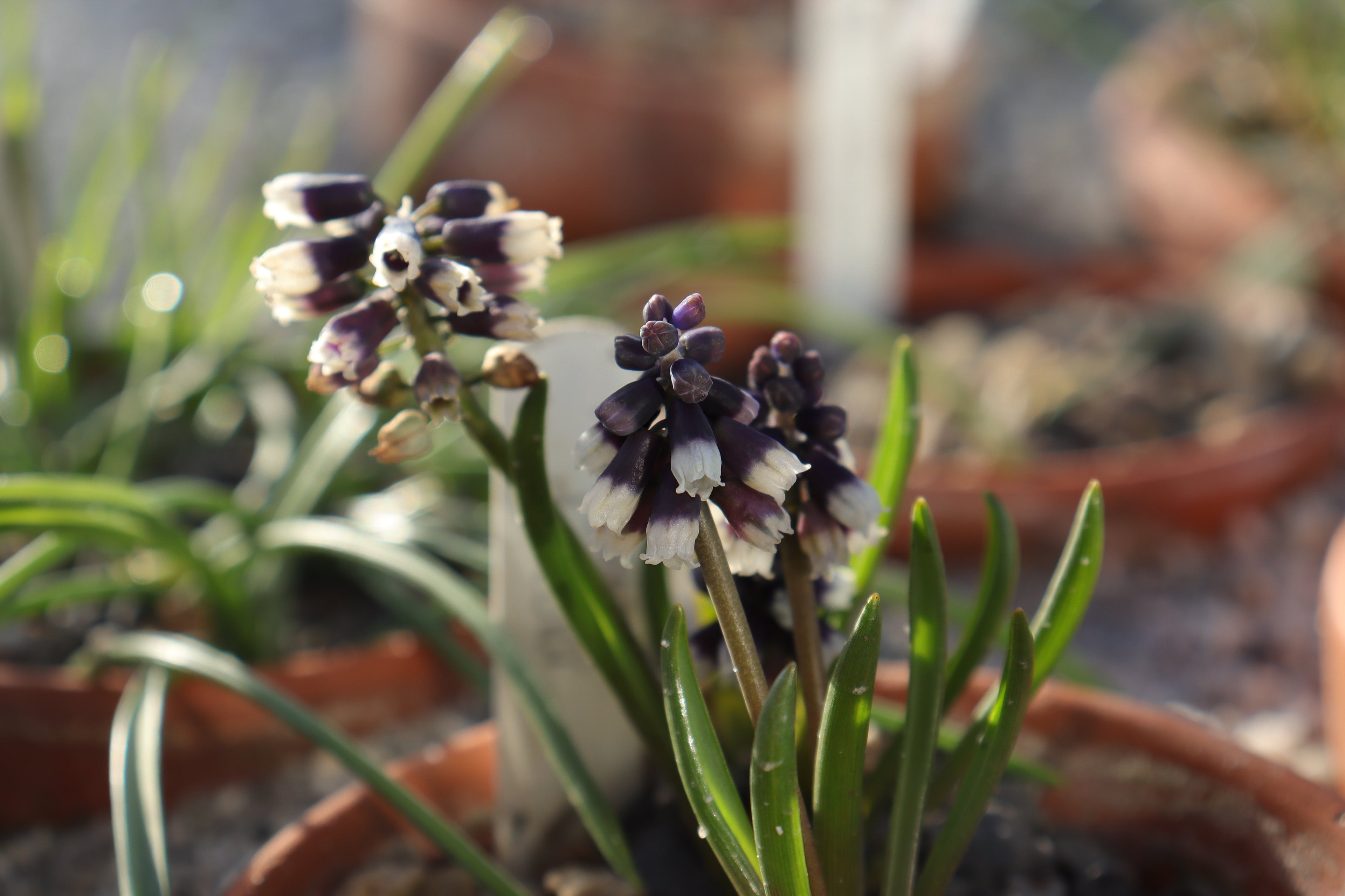 Muscari discolor JJA 689.300