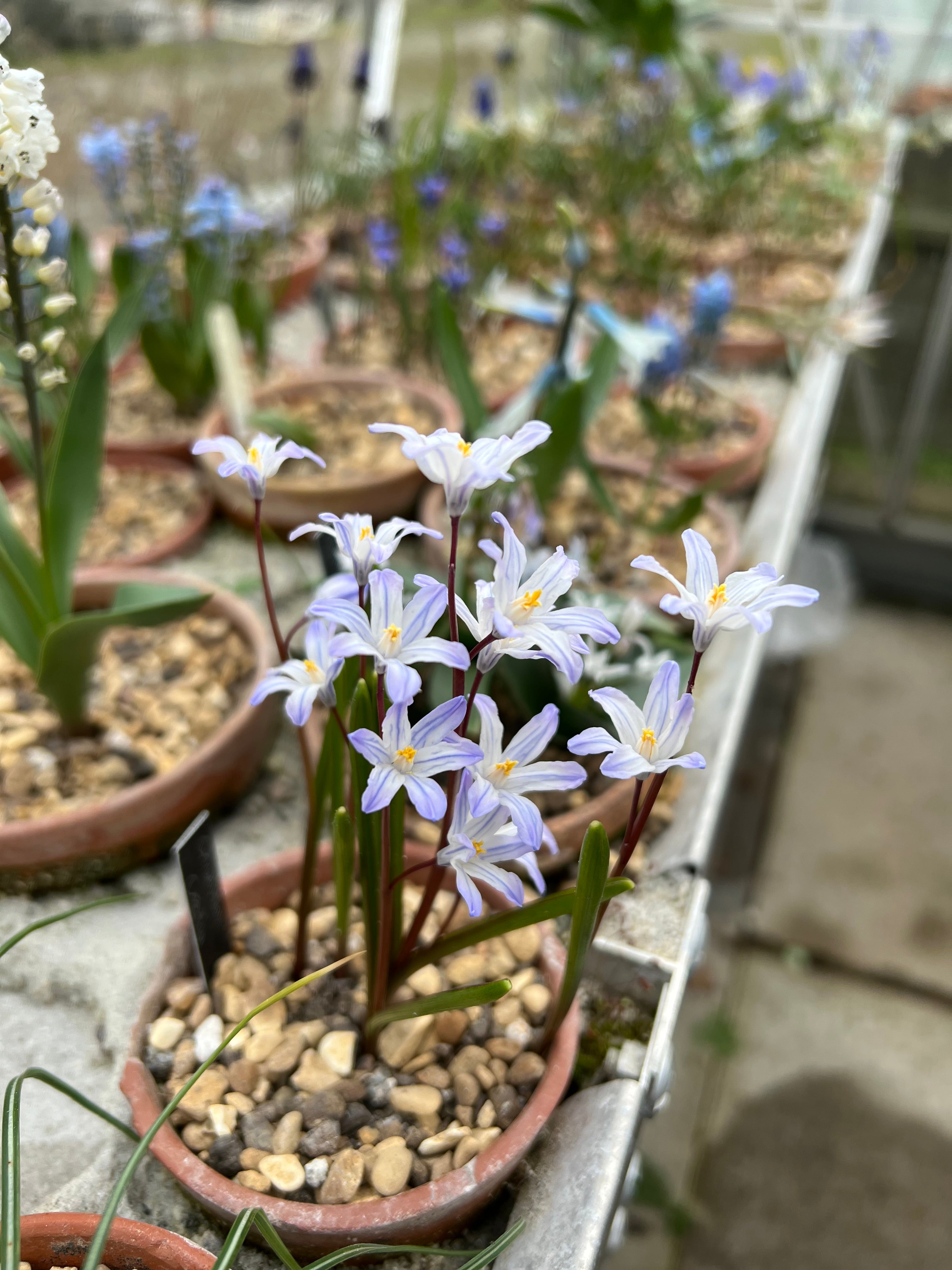 Chionodoxa cretica