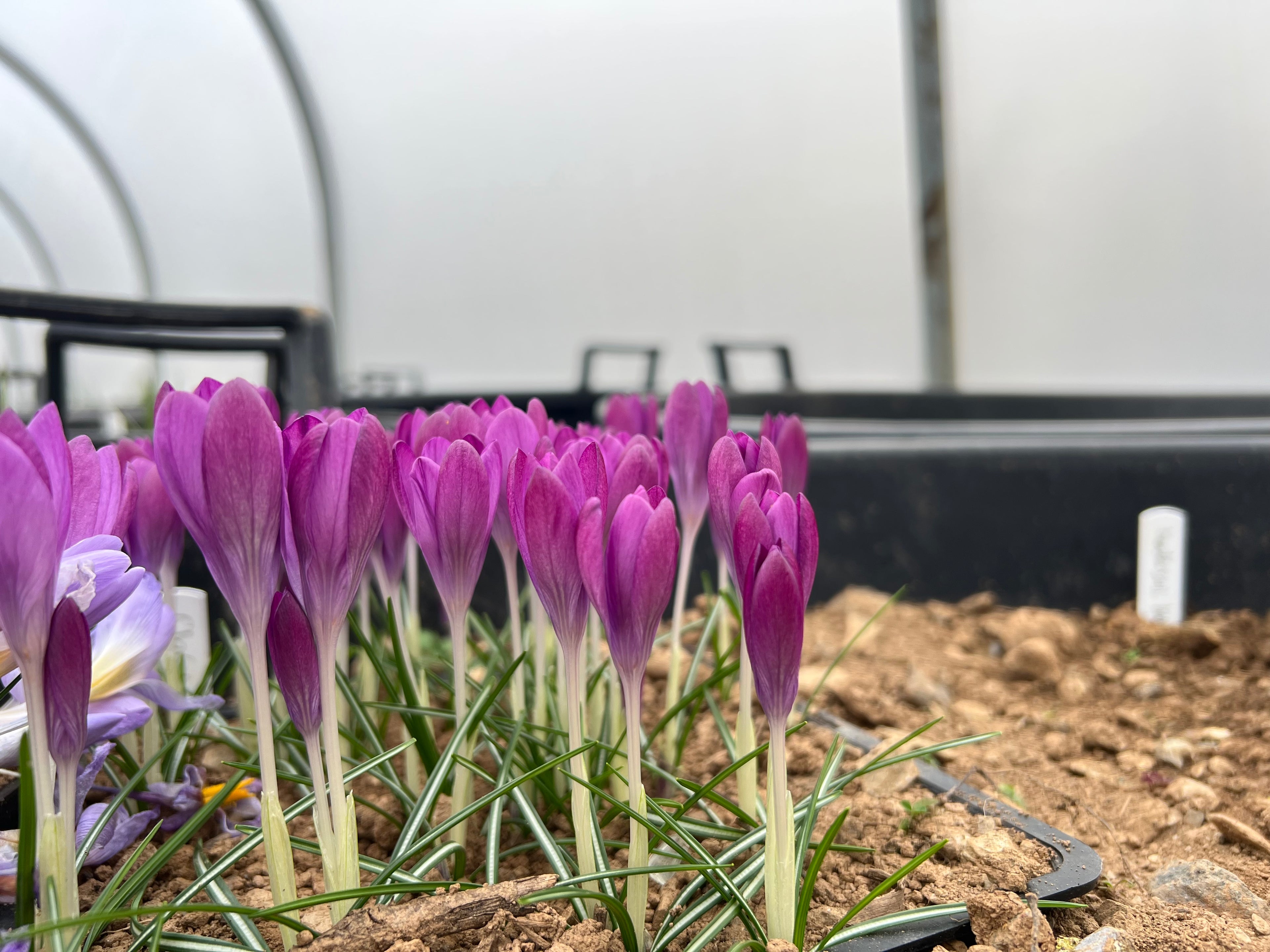Crocus tommasinianus 'Claret' (Claret Group)