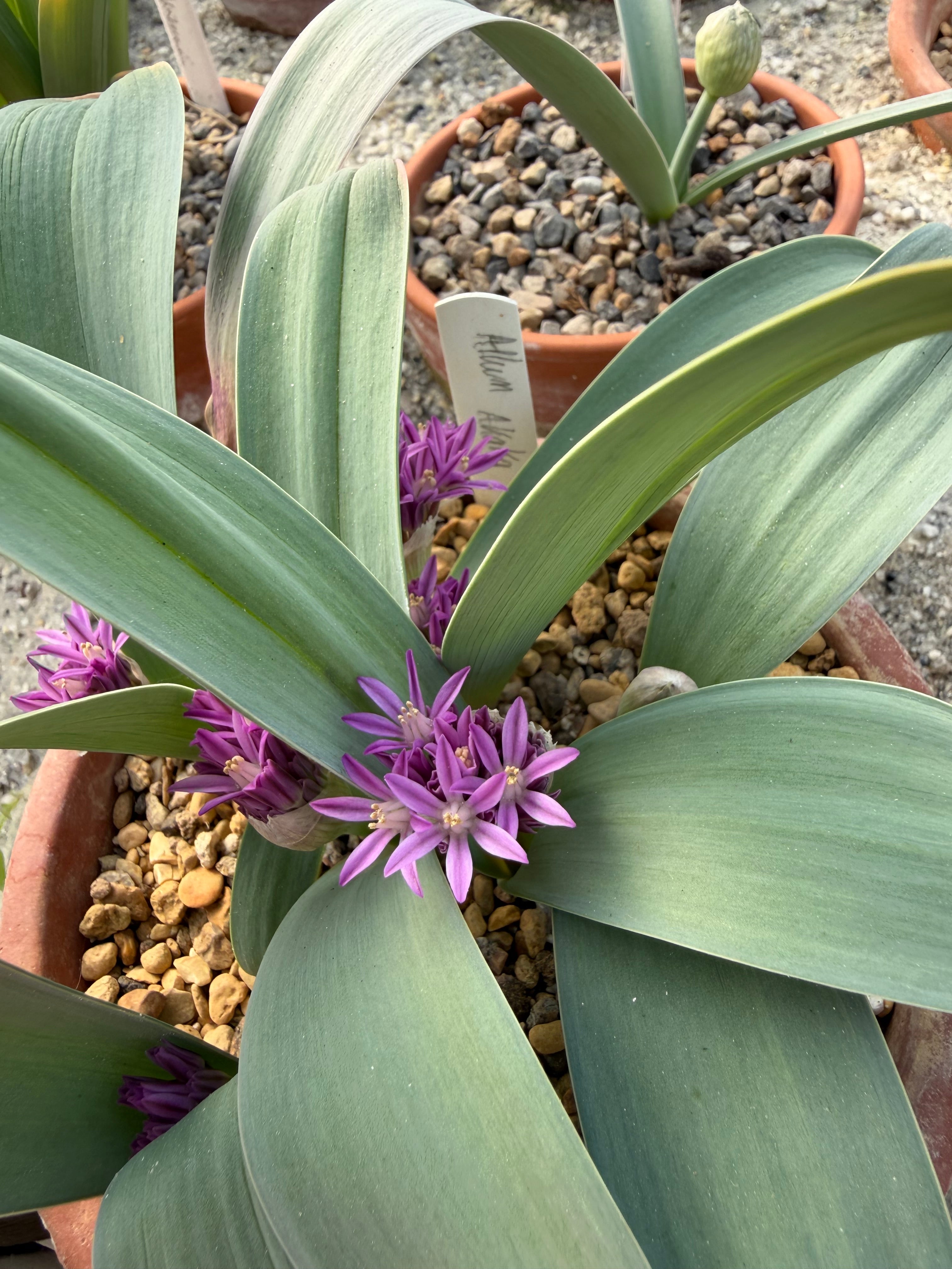 Allium akaka