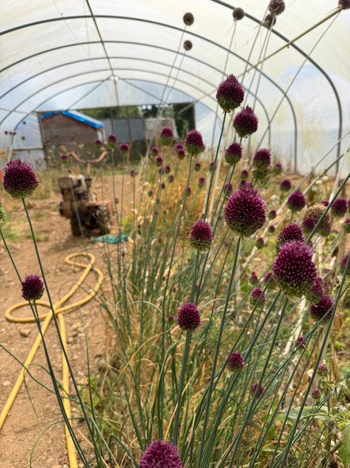 Allium sphaerocephalon