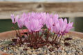 Cyclamen cilicium Seed
