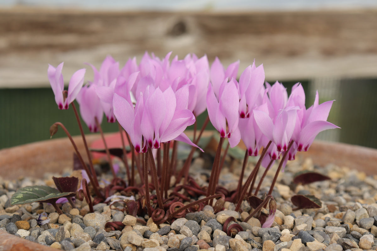 Cyclamen cilicium Seed
