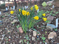 Narcissus asturiensis 'Navarre'