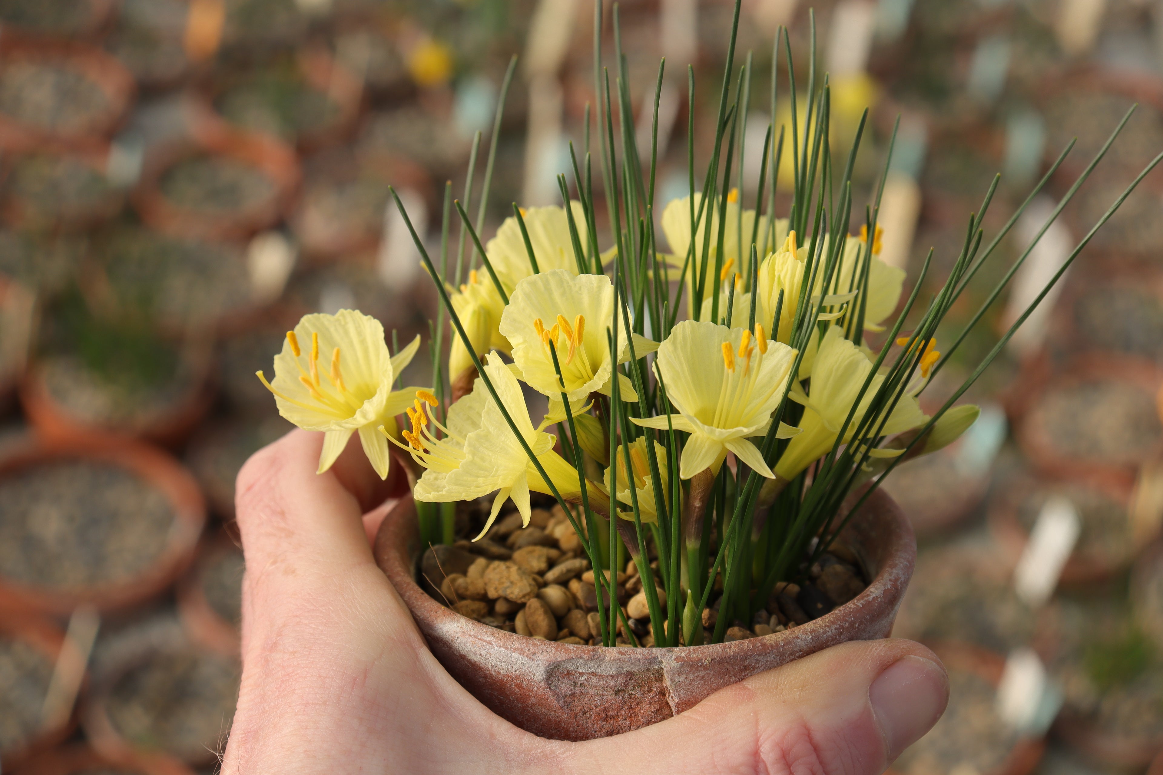 Narcissus bulbocodium subsp. praecox var. paucinervis RW84.18
