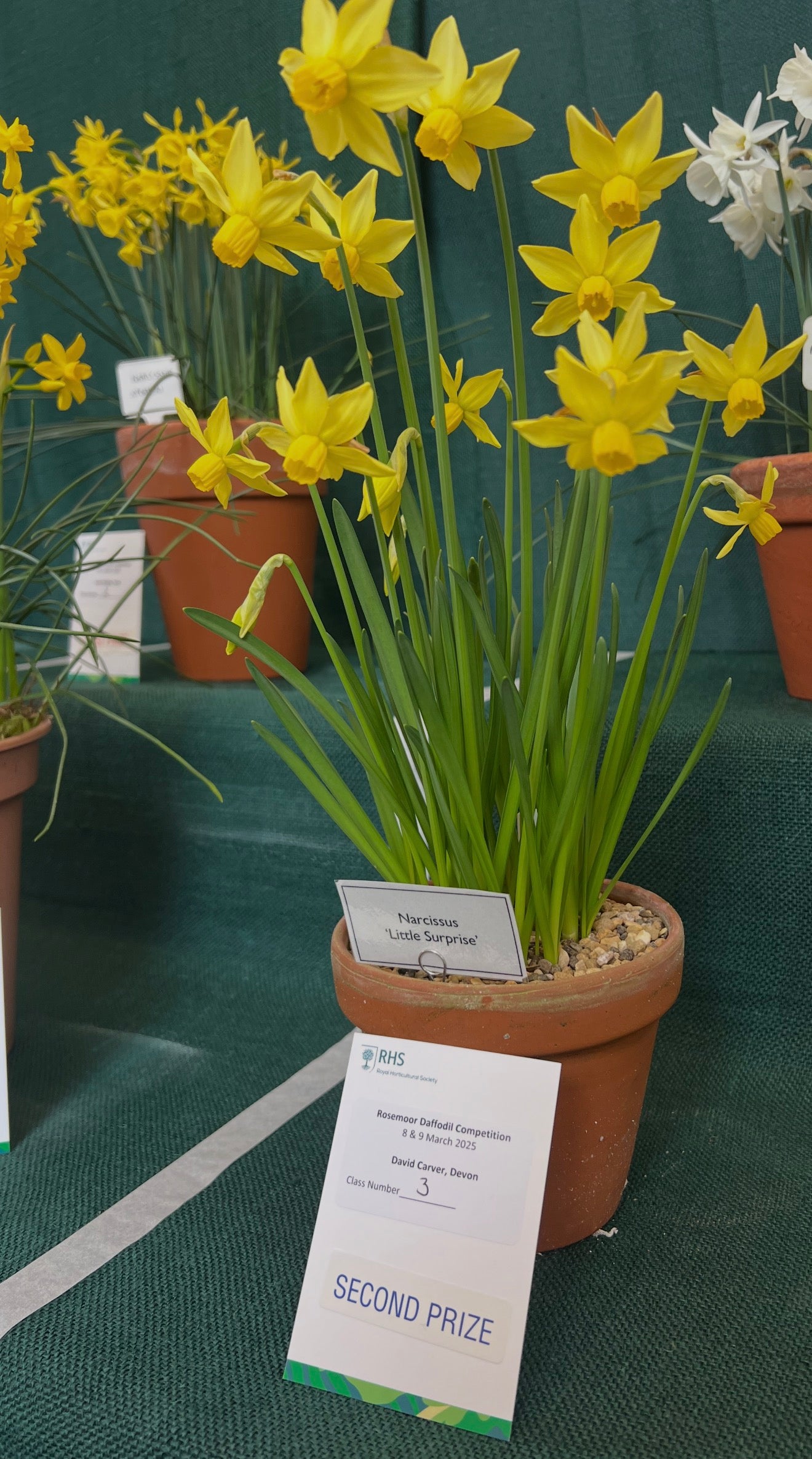 Narcissus 'Little Surprise'