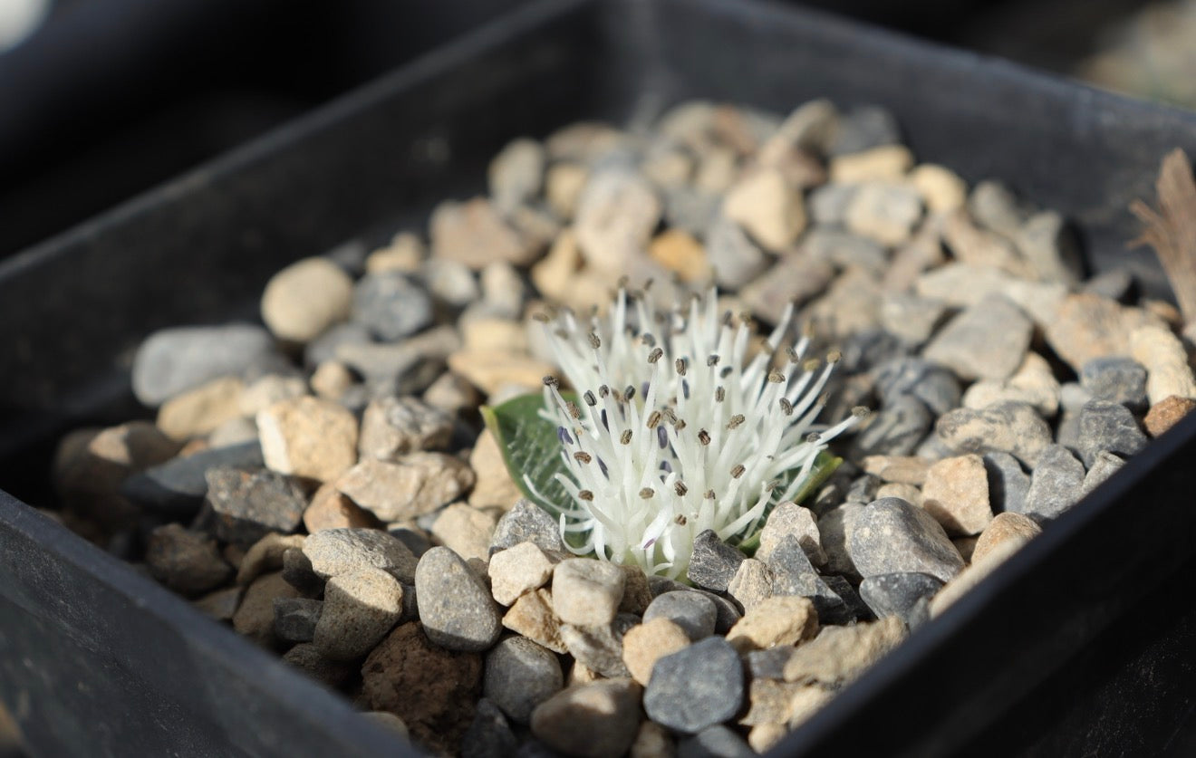Massonia pygmaea subsp. pygmaea