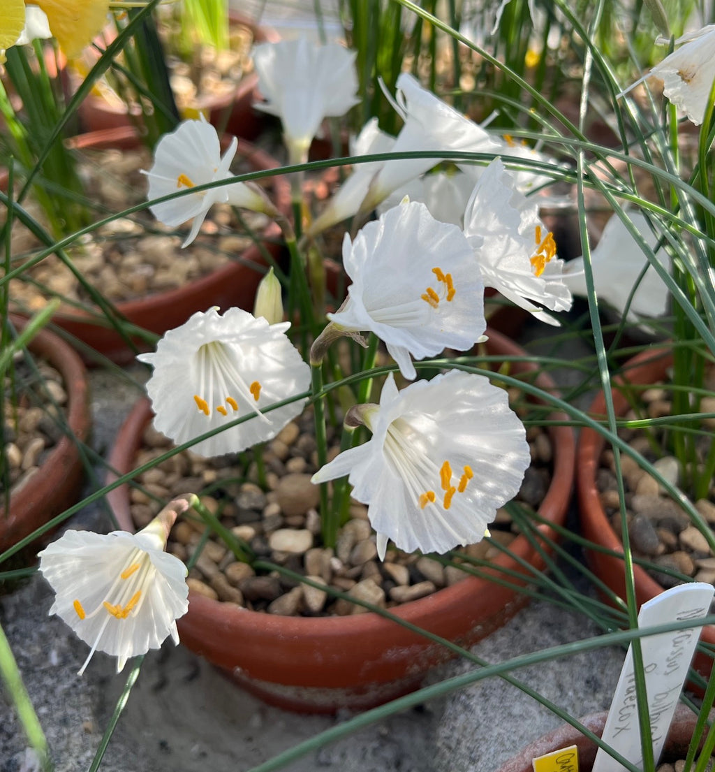 Narcissus cantabricus Antiquera