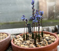 Hyacinthella millingenii