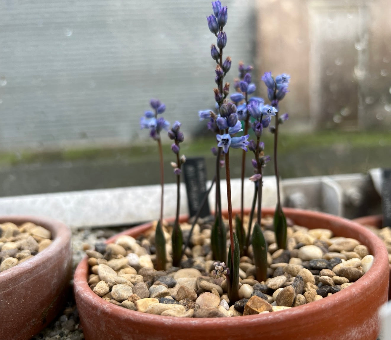 Hyacinthella millingenii