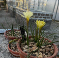 Narcissus romieuxii subsp romieuxii var. rifanus