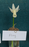 Narcissus 'Fling'
