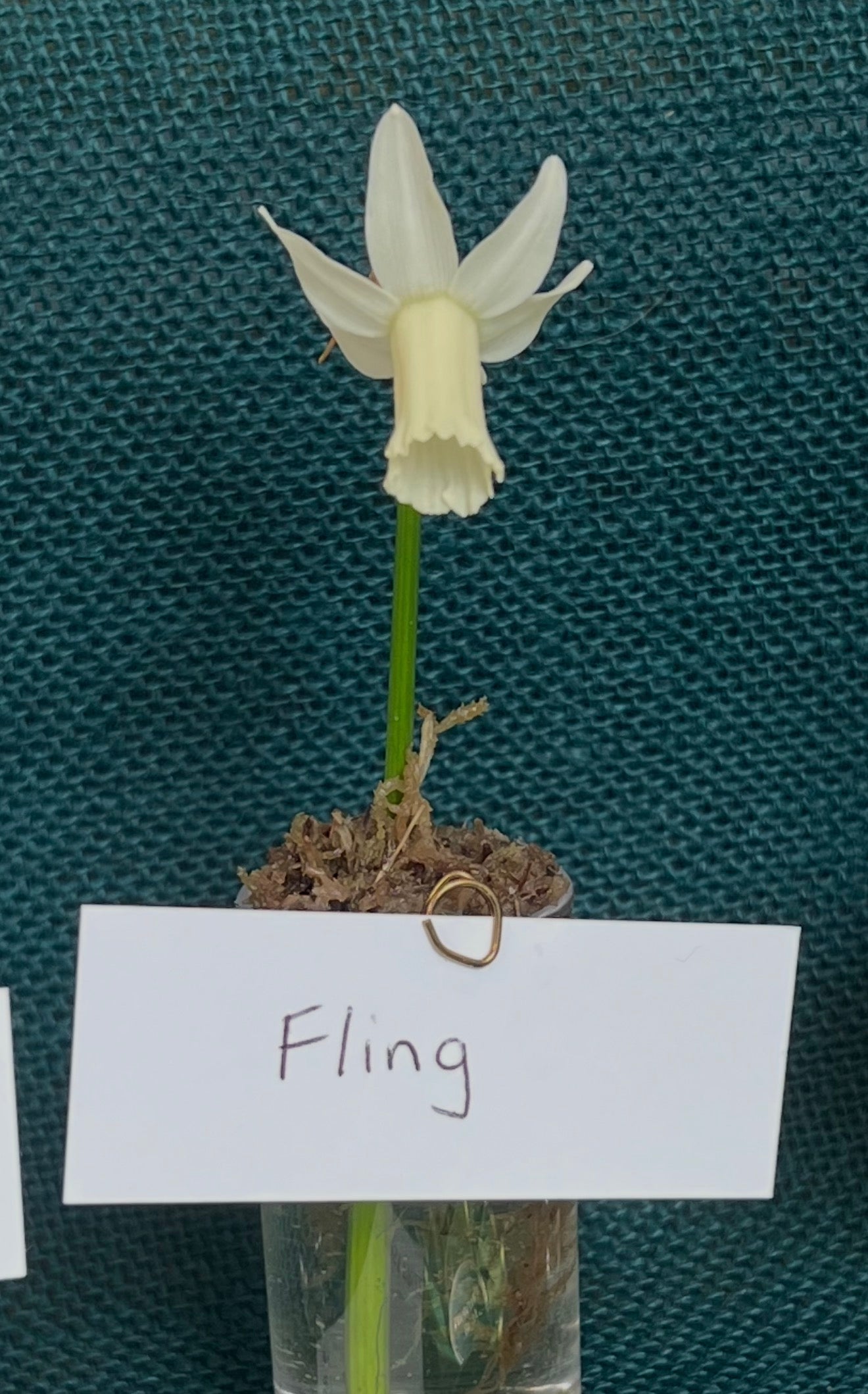 Narcissus 'Fling'