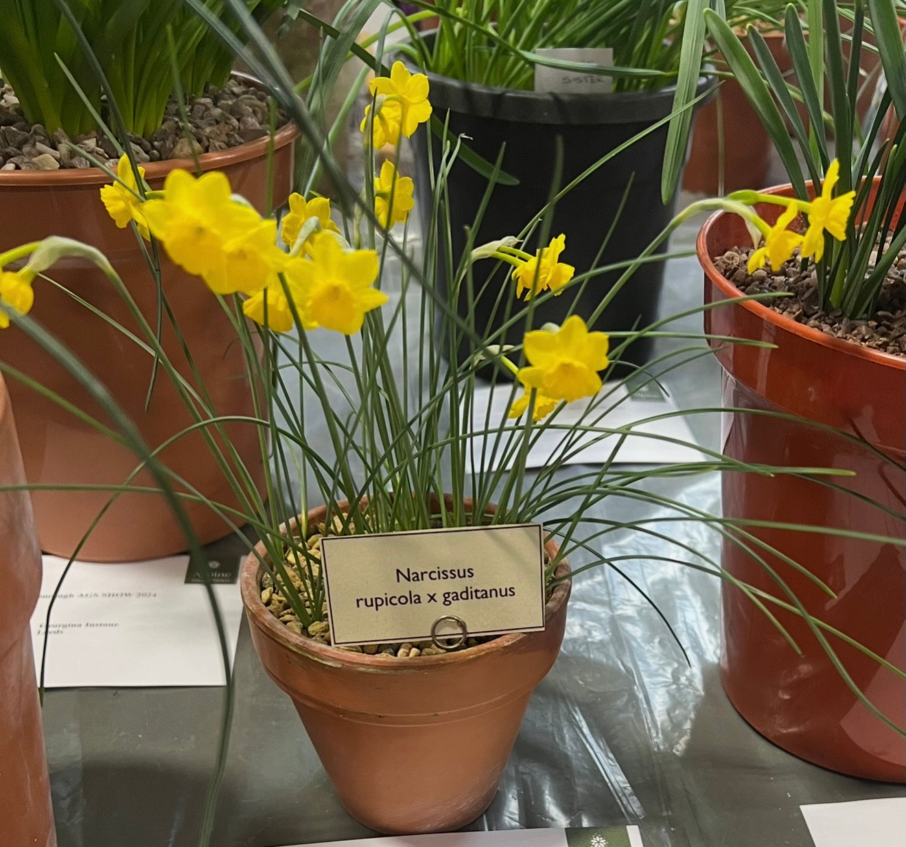 Narcissus rupicola x gaditanus