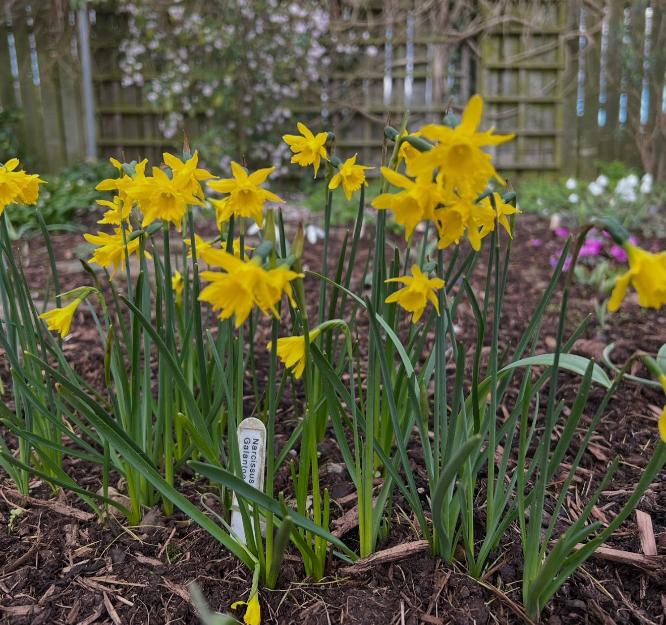 Narcissus 'Galantoquilla Group'