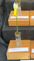 Narcissus 'Fantine'