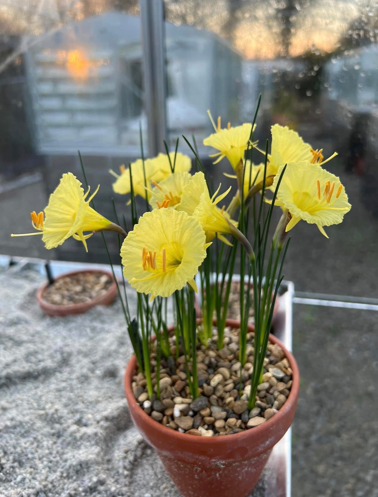 Narcissus ‘Callisto’