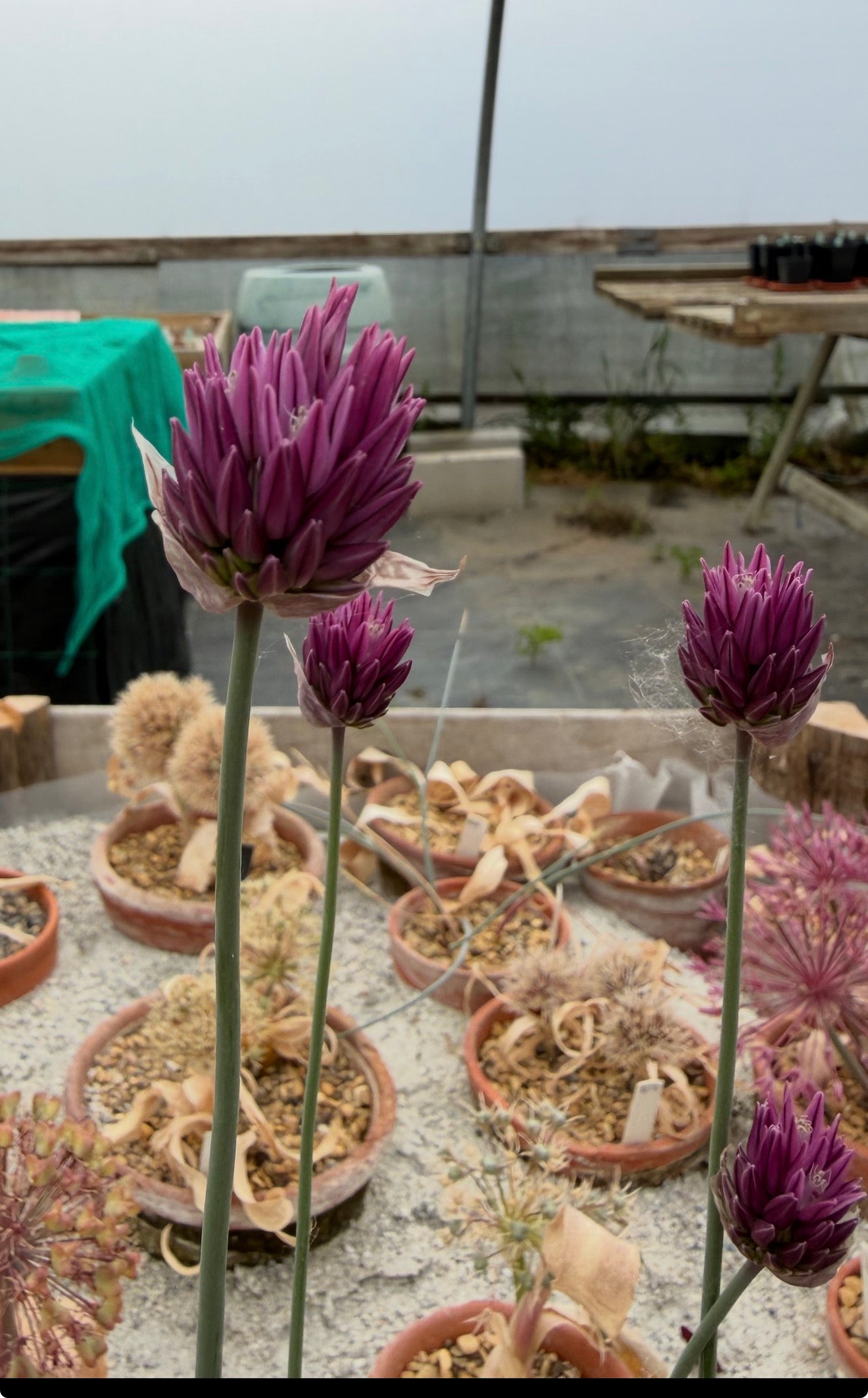 Allium heldreichii