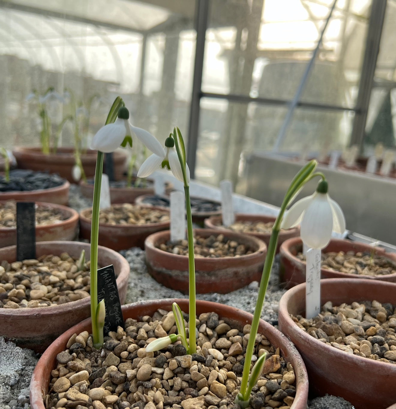 Galanthus reginae-olgae ‘Tilebarn Jamie’