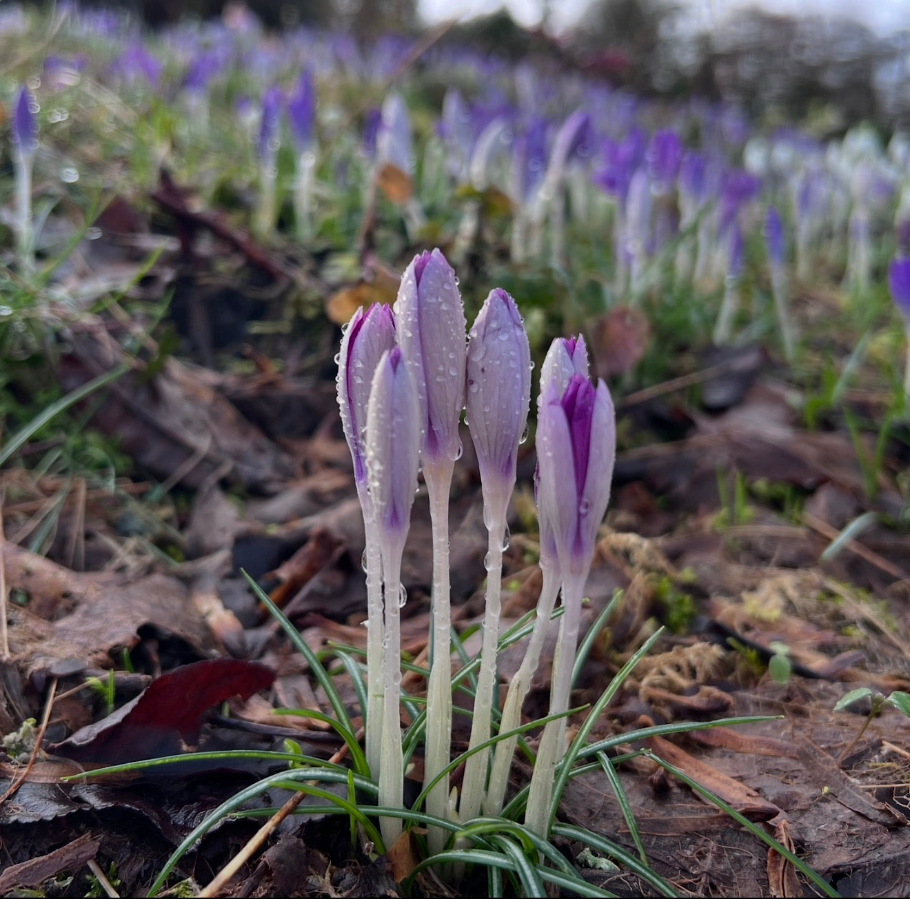 Crocus tommassinianus
