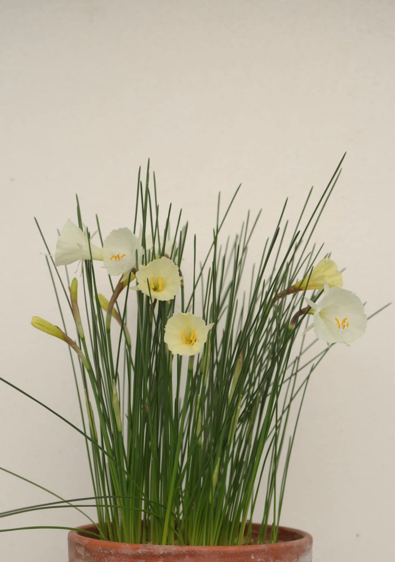 Narcissus romieuxii ssp. mesatlanicus