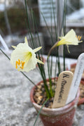 Narcissus romieuxii ex Kath Dryden