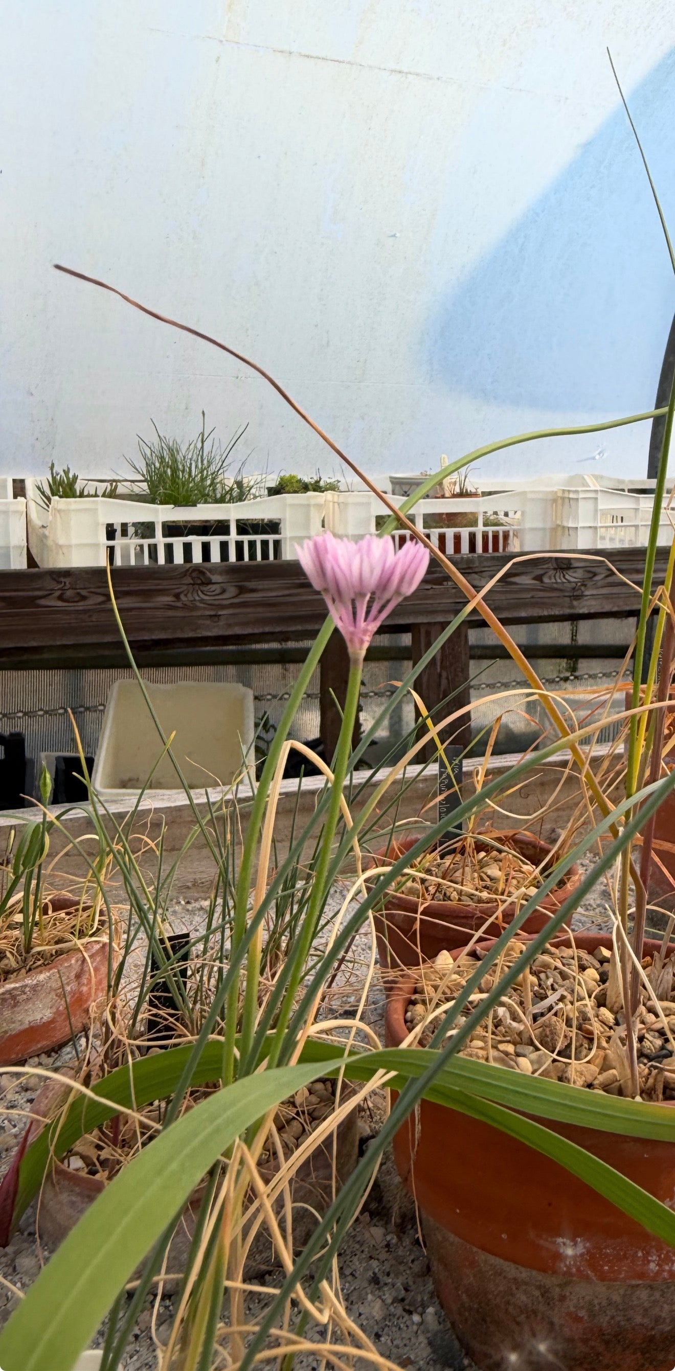 Allium griffithianum